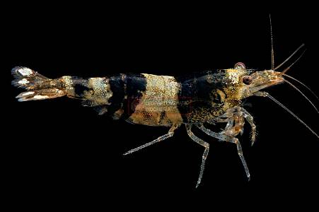 X003A Black crystal shrimp (Caridina cantonensis)
