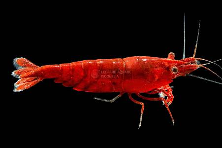 X010A Bloody Mary Shrimp (Neocaridina davidi)