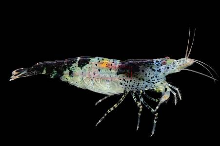 X017A Black Rilli Shrimp (Neocaridina davidi)