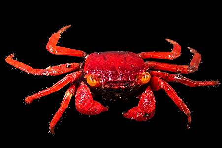 Y005A Tomato Vampire Crab (Geosesarma sp.)