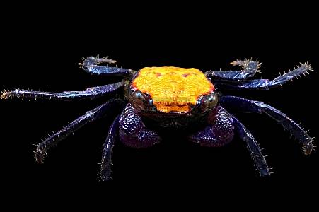 Y006A Halloween Vampire Crab (Geosesarma sp.)
