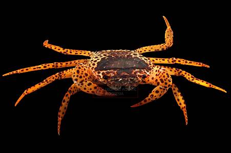 Y009A Panther Crab (Parathelphusa pantherina)