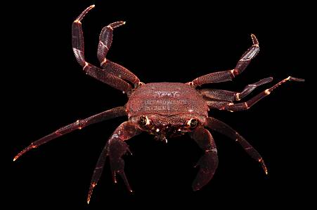Y010A Purple Matano Crab (Syntripsa matannensis)