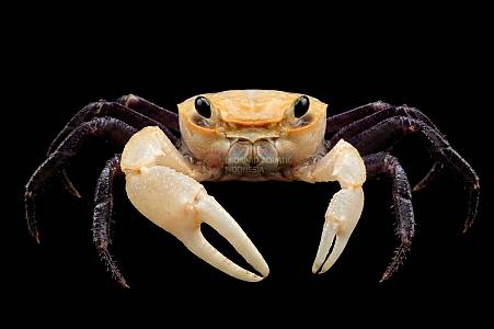 Y014A Borneo Panda Crab (Lepidothelphusa padawan)