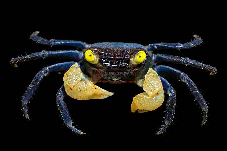 Y019A Golden Eye Vampire Crab (Geosesarma sp.)