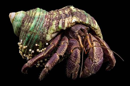 Y023A Purple Hermit Crab (Coenobita brevimanus)