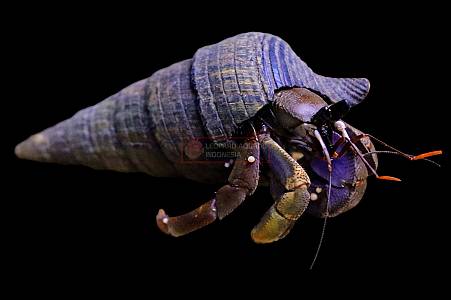 Y028A Violet Hermit Crab (Coenobita violascens)