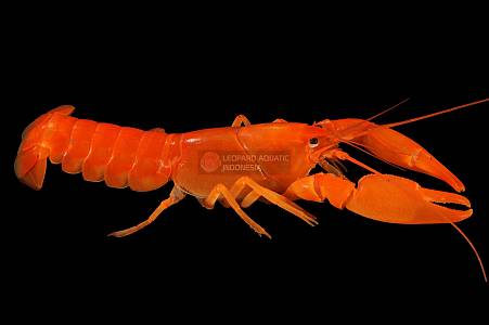 Z018A Orange Apricot Crayfish (Cherax boesemani)