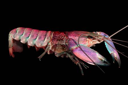 Z030A Snakeskin Tricolor Crayfish (Cherax boesemani)