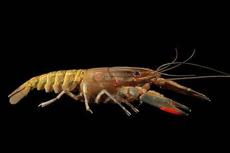 Z032A Red Claw Crayfish (Cherax quadricarinatus)