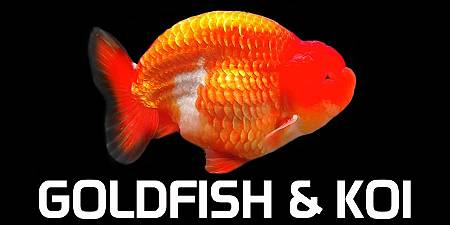Gold Fish & Koi Carp