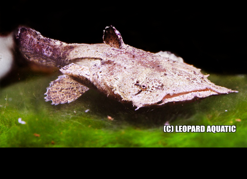 Chaca Bankanensis | Leopard Aquatic Indonesia