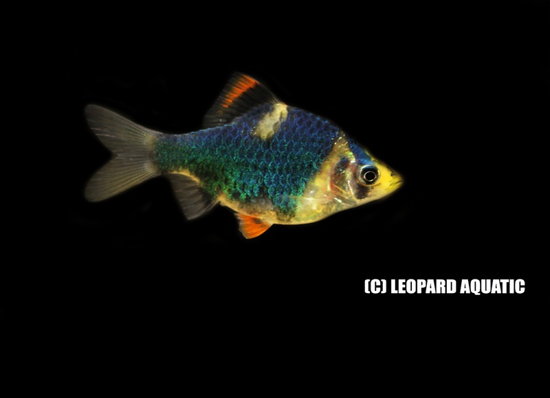 Green Tiger Barb | Leopard Aquatic Indonesia