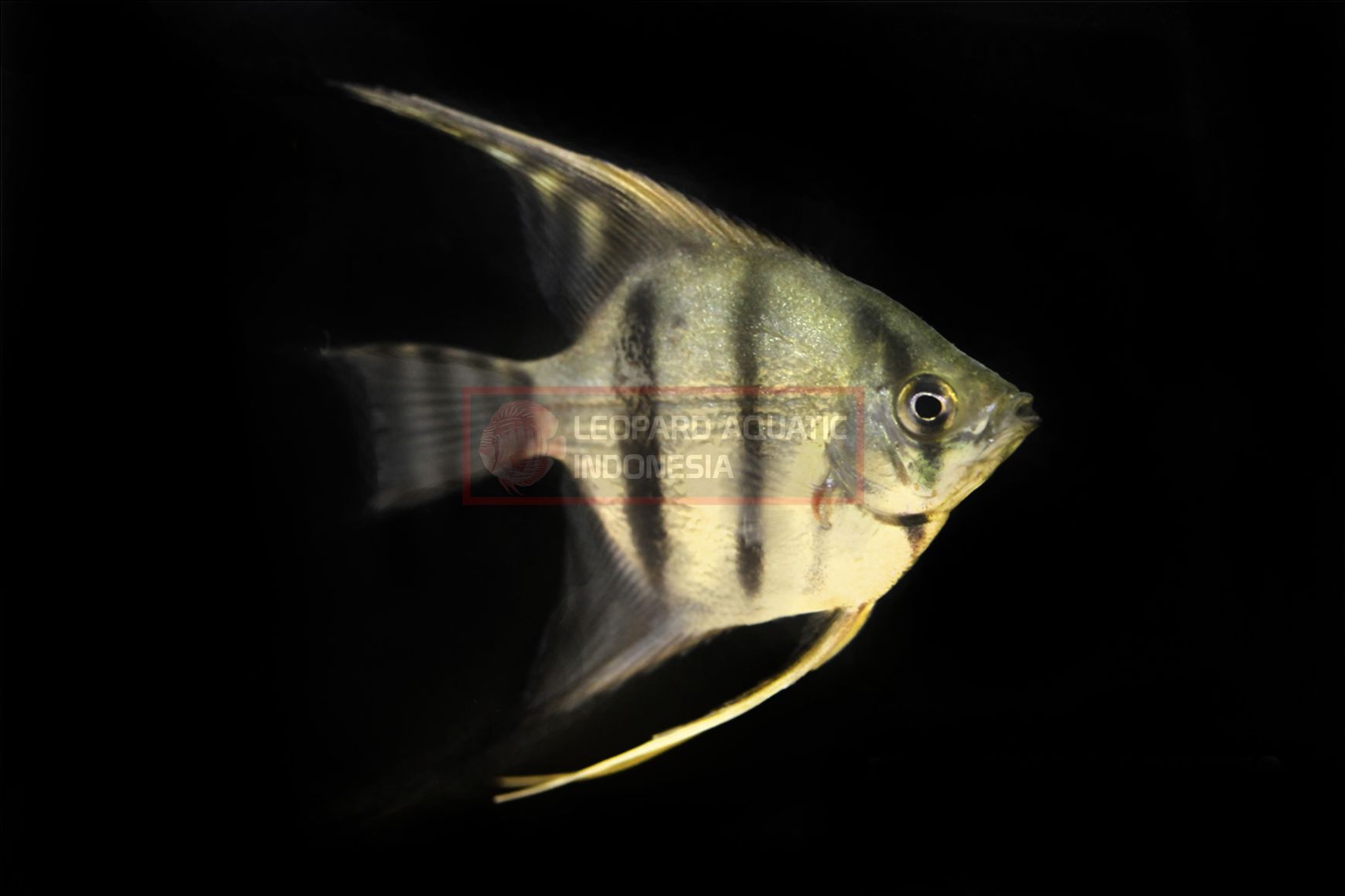 thumbnail image 2 of Pack Of 3 Longfin Leopard Angelfish - 1 Inch+ Body, Freshwater, Tropical 2 of 5