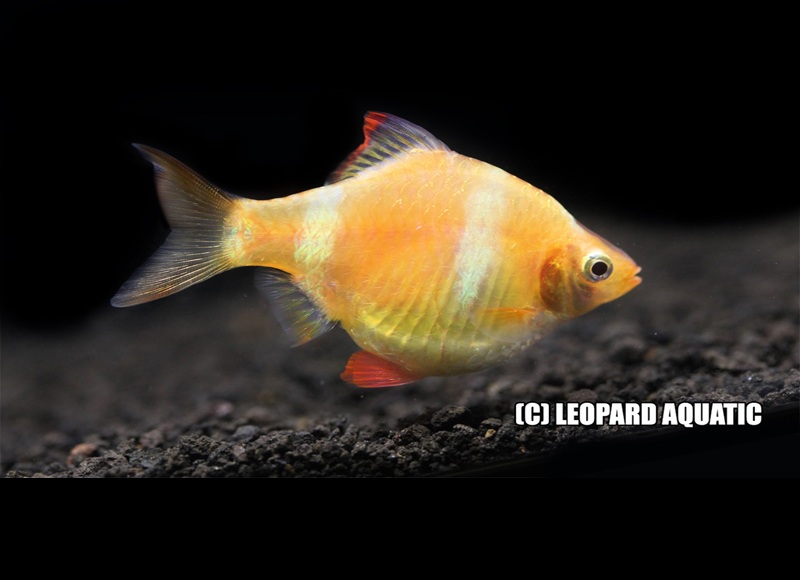 Tiger Barb Albino | Leopard Aquatic Indonesia